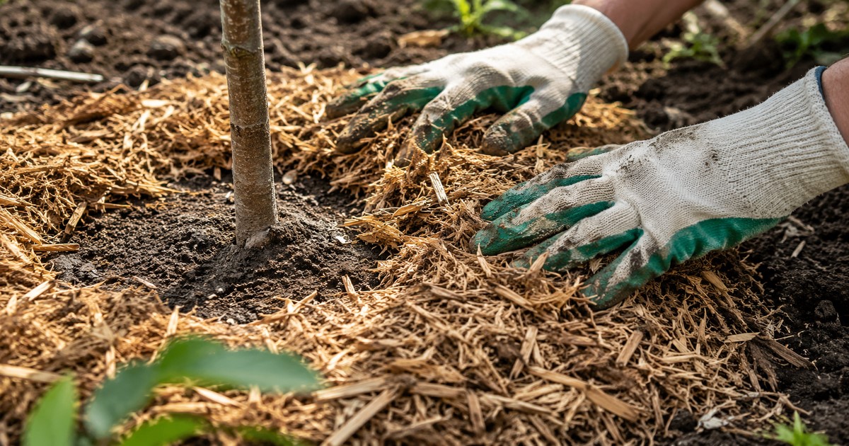 🌿 Quel paillage choisir pour son jardin et comment bien l’installer ?