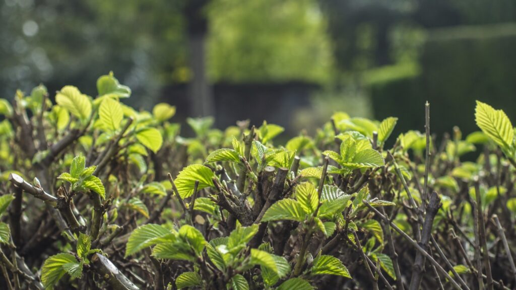 Haie de charmes avec jeunes feuilles émergentes après taille, exemple de repousse vigoureuse sur feuillu à couper une fois par an