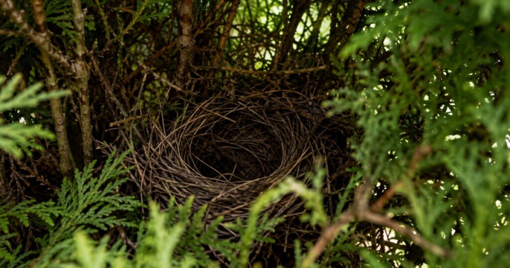 Nid d'oiseau dissimulé dans le feuillage dense d'une haie de thuyas pendant la période de nidification