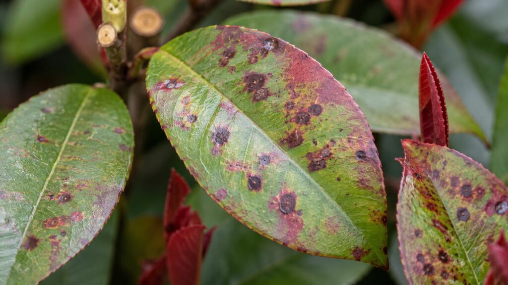 Feuilles de photinia atteintes d'entomosporiose avec taches brunes et rougeâtres visibles