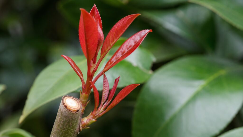 Jeunes pousses rouge vif du photinia Red Robin après taille sur rameau coupé net