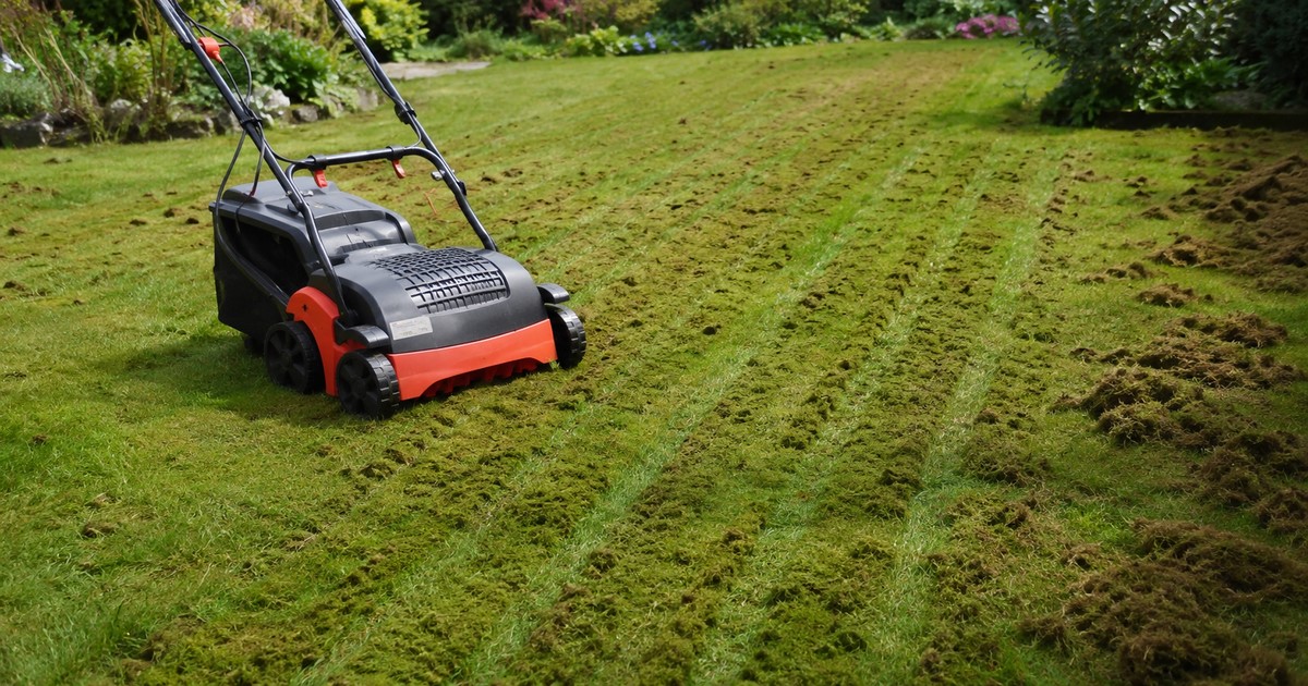 Scarification de pelouse au printemps avec scarificateur électrique laissant des sillons nets dans le gazon